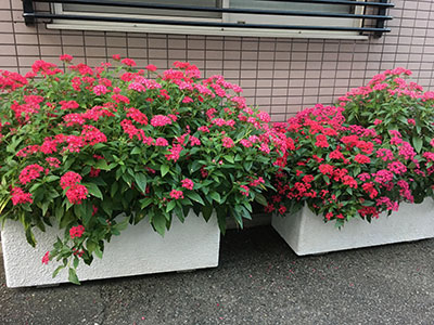 いたがねファミリークリニック季節の花