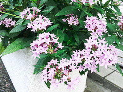 いたがねファミリークリニック季節の花